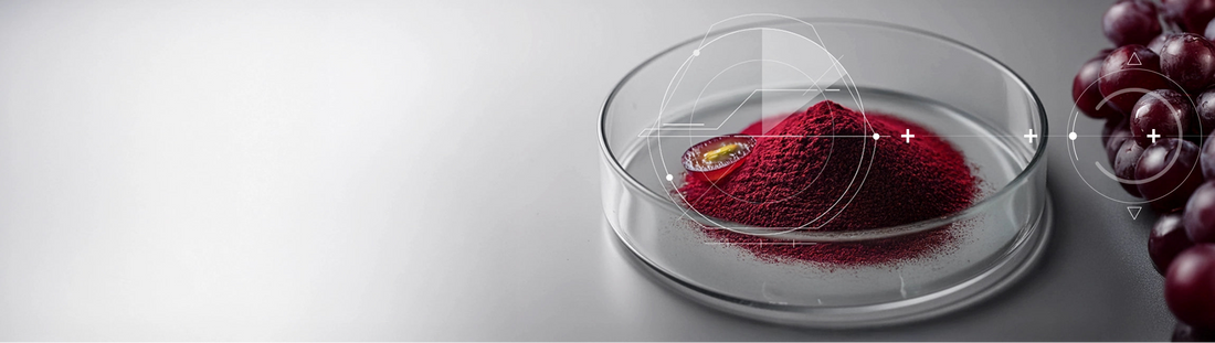 Petri dish with fine red grape powder and a grape slice on a clean surface, symbolising the UVALIFE® antioxidant blend.