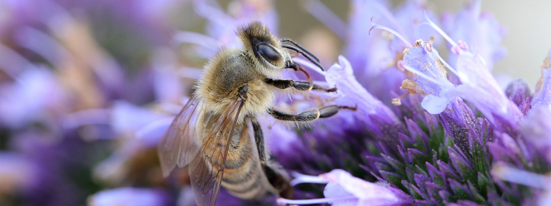 Honeybee collecting nectar on a purple flower