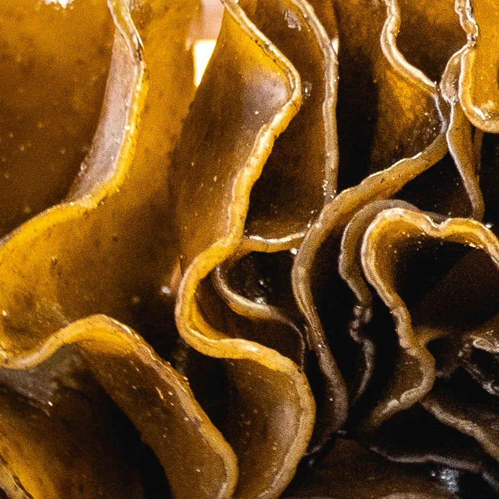 Fucoidan for skin. Marine antioxidant to calm, protect, and support skin recovery with Salvarity skincare.