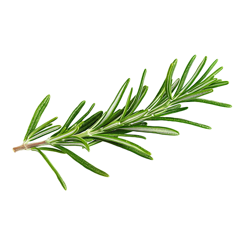 Rosemary oil for skin. Balance, refresh, and calm with natural antioxidants for healthier, radiant skin.