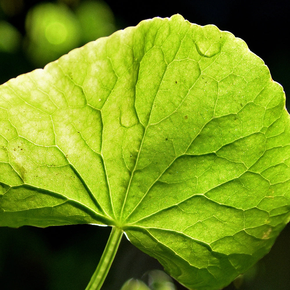 Centella Extract leaf, a natural antioxidant skincare ingredient for reducing scars and spots.