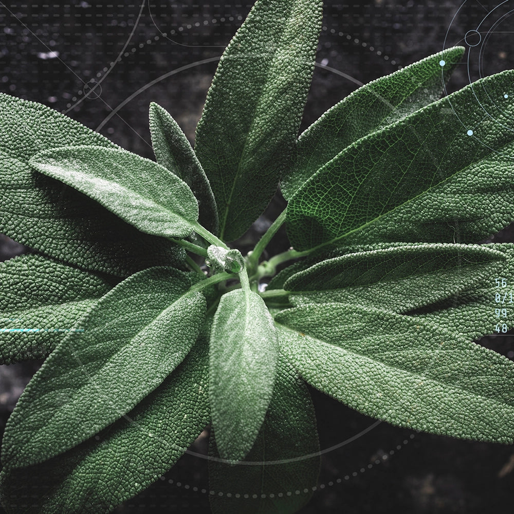 Sage leaves used in skin treatment blend.