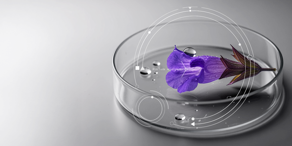 Purple Salvia flower for skincare