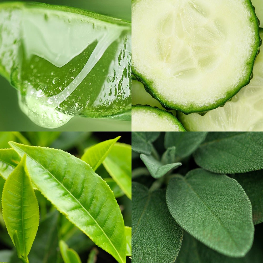 Chunks of aloe vera gel, sliced cucumber, fresh green tea leaves, and sage leaves arranged to illustrate the SALOE™ Complex ingredients.