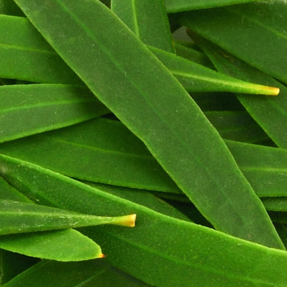 Tea tree oil leaves