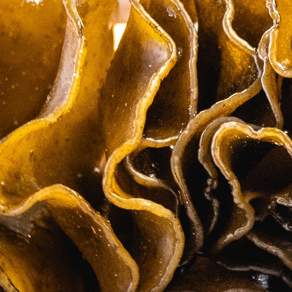 Macro brown seaweed texture used for skincare.